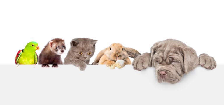 Create a pet trust today with Amy Kuronen Law