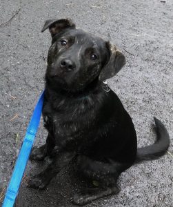 A dog named Sprout